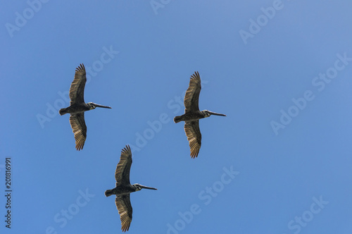 three pelicans in flight  against the blue cloudless sky during the day  the tropics  the Dominican Republic