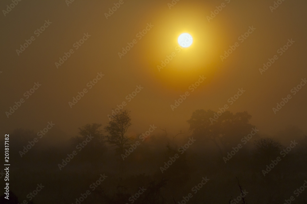 Sunrise in mysty savannah landascape in Kruger National park, South Africa5