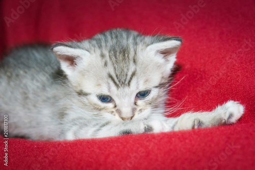 Cute striped kitten