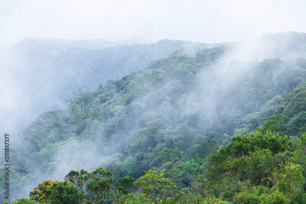 Pure tropical forest in the morning mist.