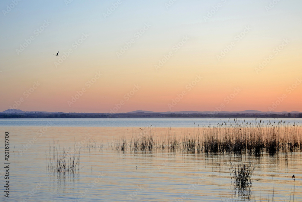 Fototapeta Umbria region, Trasimeno Lake, aquatic cane thicket at sunset. A bird flies. Hills in background