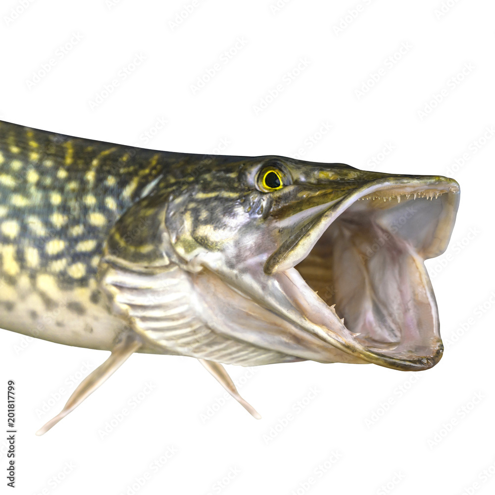 Pike fish isolated on white background. Head of trophy with open jaw with teeth Pike fish isolated on white background. Head of trophy with open jaw with teeth