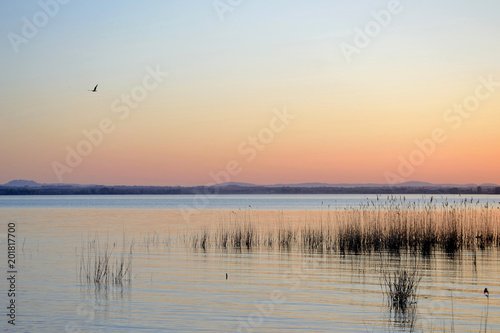 Umbria region, Trasimeno Lake, aquatic cane thicket at sunset. A bird flies. Hills in background