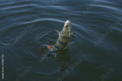 Perch fish trophy in water. Fishing background
