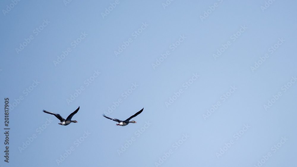 Two greylag geese flying with a sky in the background.