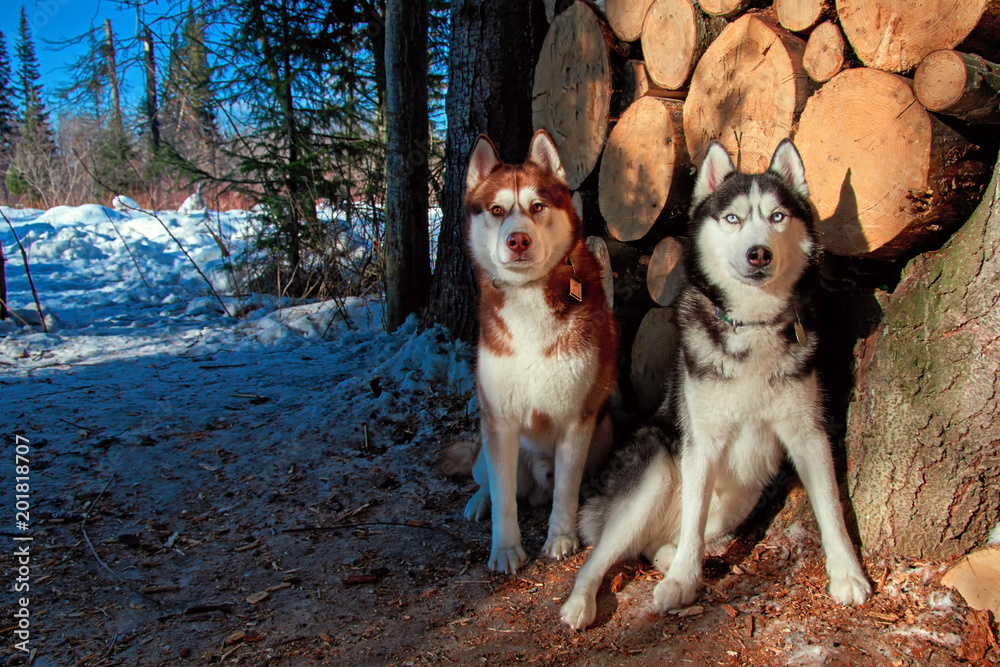 Two Siberian husky sitting next to the woodpile in the winter forest. Beautiful dogs look closely at the camera.