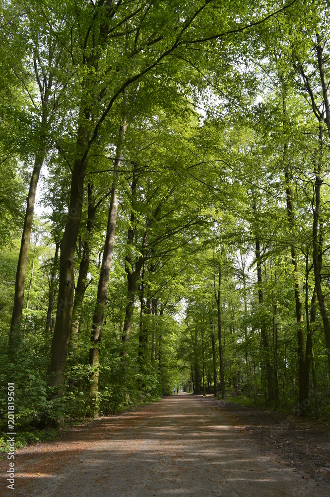 Obraz premium Spazierweg im Krefelder Forstwald (Niederrhein historischer Landschaftspark)