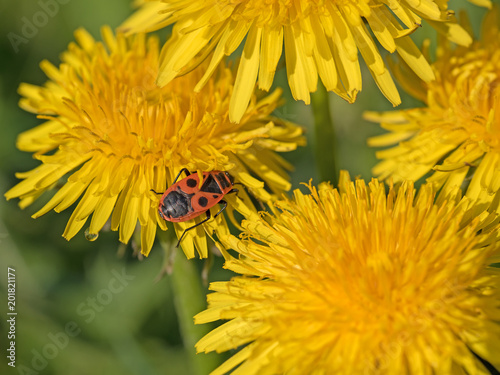 Fototapeta Naklejka Na Ścianę i Meble -   Löwenzahn, Taraxacum und Feuerwanze, Pyrrhocoridae
