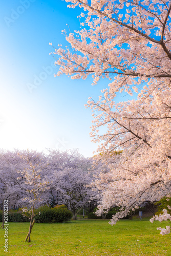 Tableau sur toile 桜 満開 青空 花見