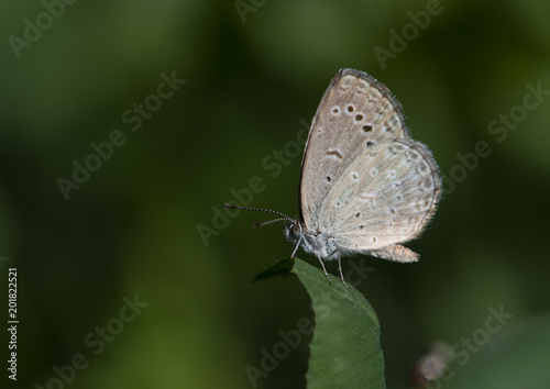 Dark grass blue Butterfly