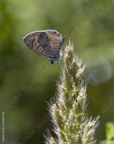 Zebra Blue butterfly (Leptotes plinius) photo