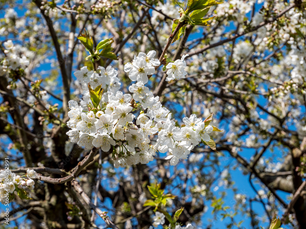 Blühender Obstbaum Blühender Obstbaum