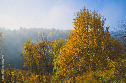 Autumn landscape. Fog in the forest.