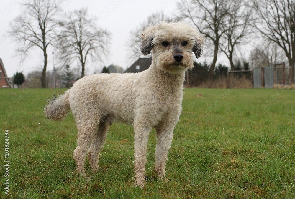 Fototapeta premium small mixed dog is standing in the garden