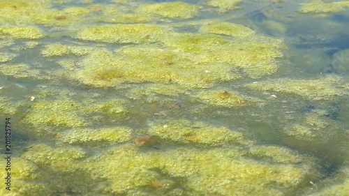 Stagnant water in the fountain photo