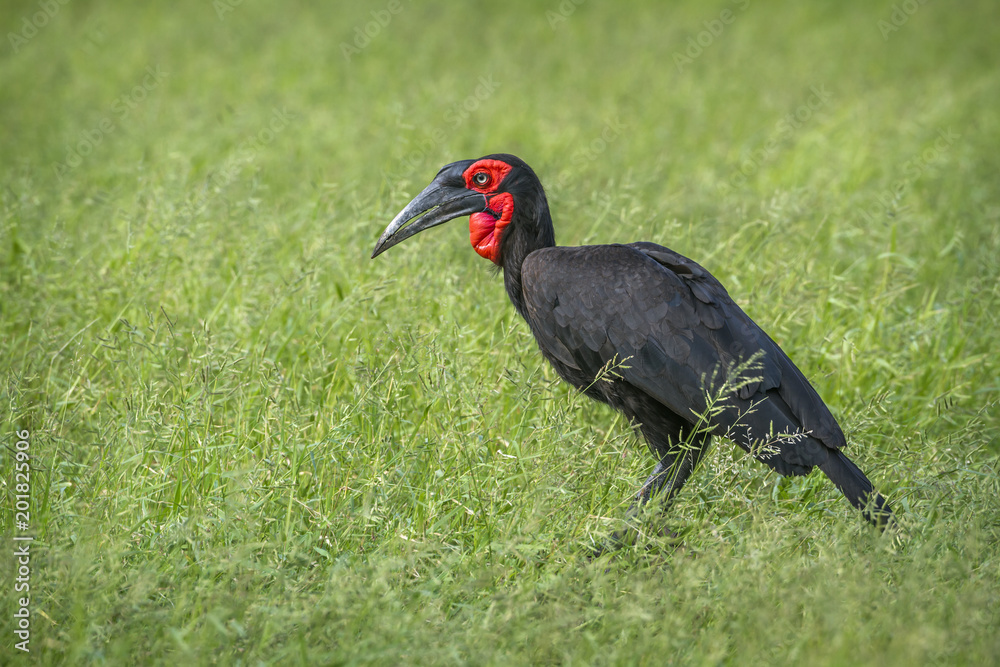 Obraz premium Southern Ground Hornbill in Kruger National park, South Africa
