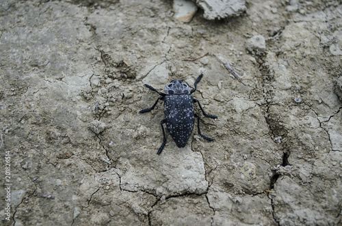 A large black beetle sits on the ground. photo