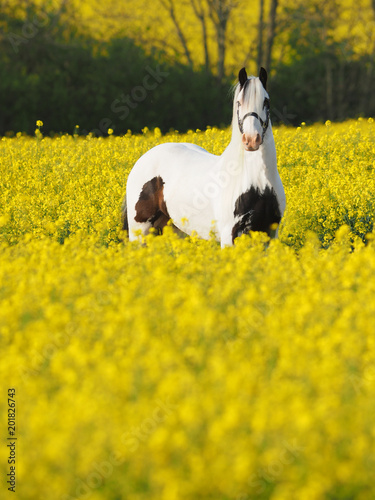 Horse in a Summer Field