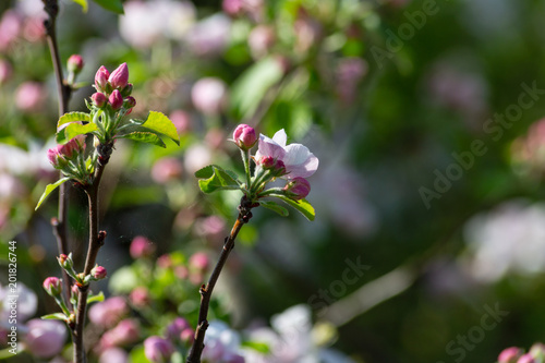 apple blossom on darkgreen background photo