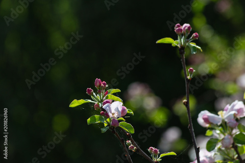 apple blossom on darkgreen background photo