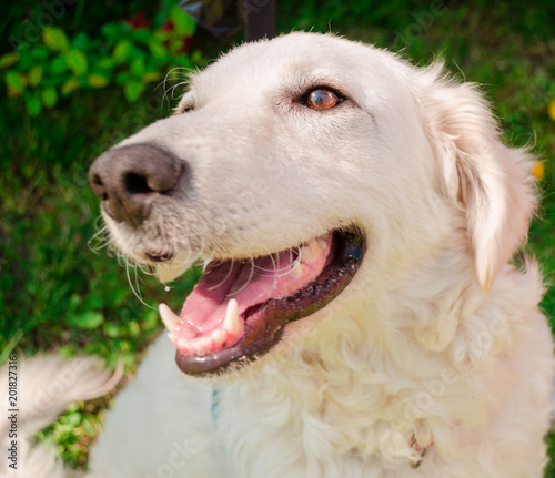 white happy kuvasz dog 