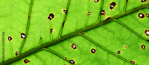 damage of green mango leaves texture - close up photo