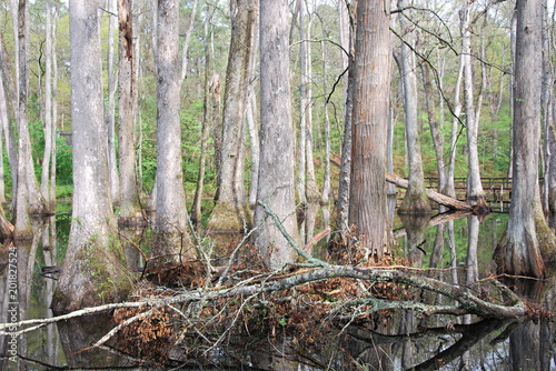 Swamp in Mississippi