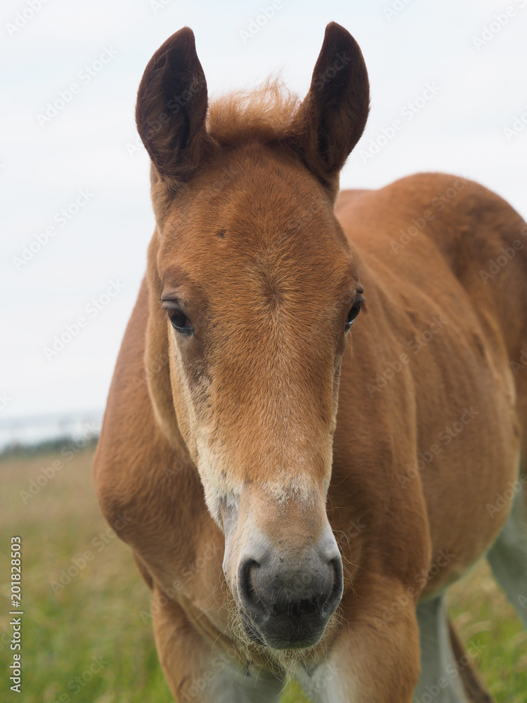 Fototapeta premium Foal Headshot