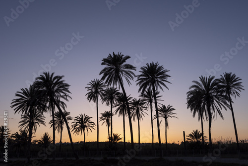 Sunset with palm tree grove silhouetted  blue sky with golden sun Cala ferris  Torrevieja Costa Blanca  Spain