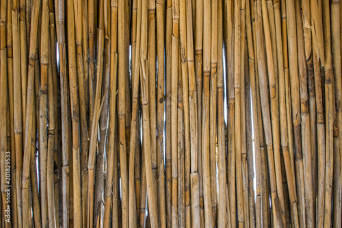 background of reeds