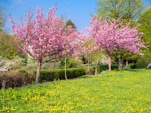 Fototapeta Naklejka Na Ścianę i Meble -  Frühlingswiese mit blühenden Bäumen