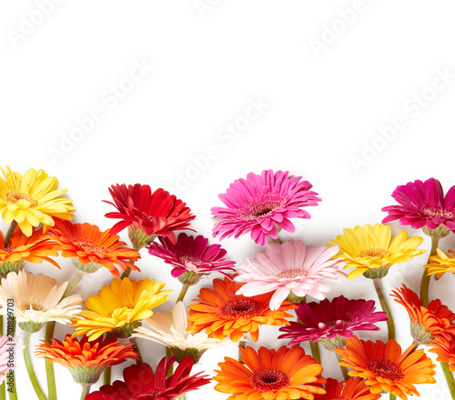 Fototapeta Naklejka Na Ścianę i Meble -  Gerbera flowers isolated on white background