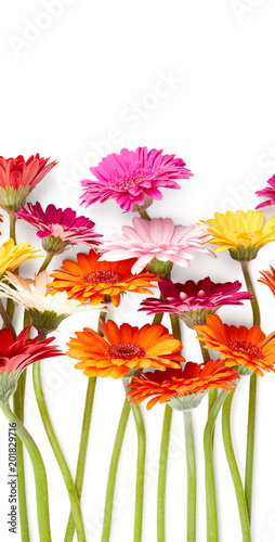 Fototapeta Naklejka Na Ścianę i Meble -  Beautiful gerbera flowers isolated on white background