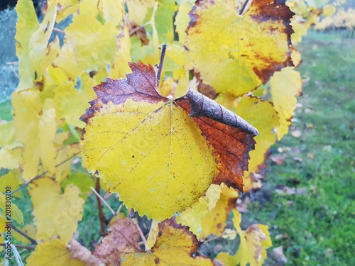 Foglie di vite in autunno