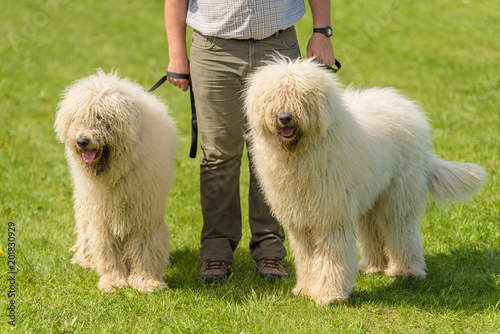 Hungarian komondor dogs in the park photo