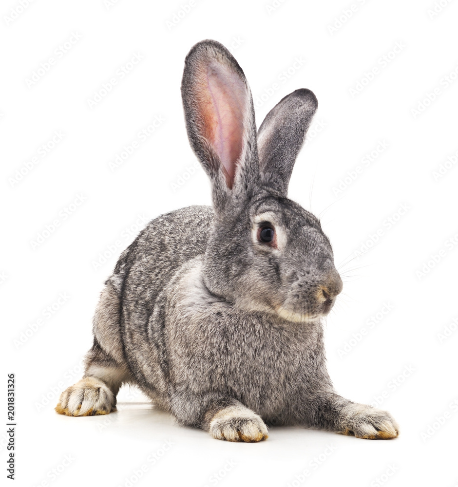 Obraz premium Grey big rabbit.