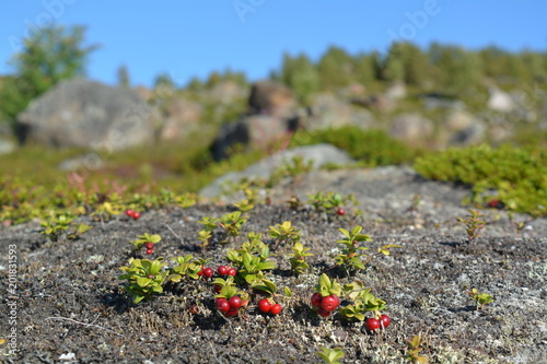 Cowberries on stone