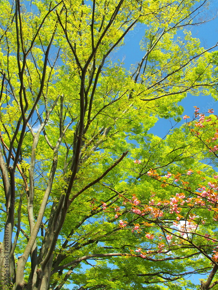 Fototapeta premium ケヤキと八重桜