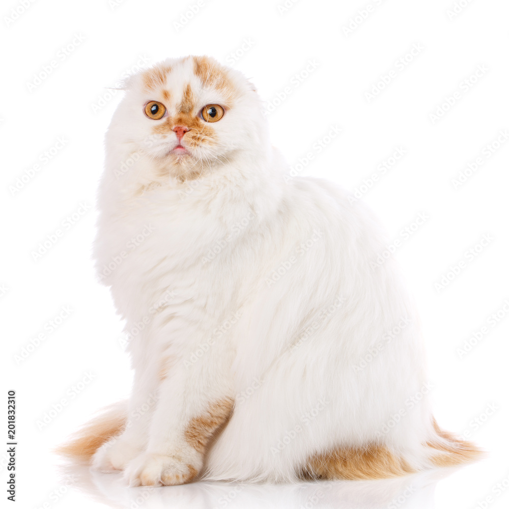 Beautiful purebred fluffy proud cat,