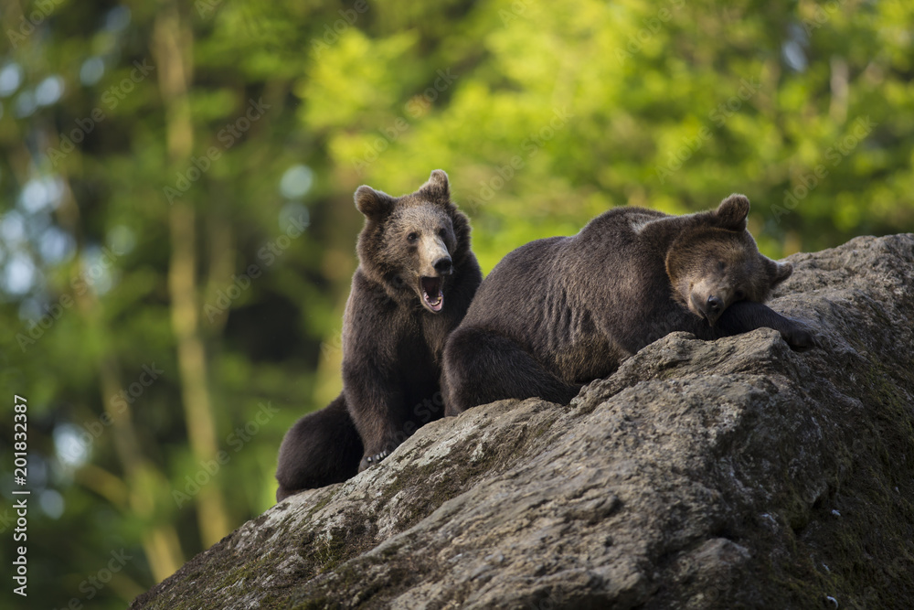Fototapeta premium Portrait two strong Brown bear Ursus arctos having rest on gray stone covered by moss in nature habitat with green trees in background. Diagonal composed wildlife scene illuminant during golden hour.