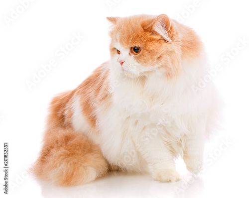 Pets, animals and cats concept - Purebred scottish cat on a white background
