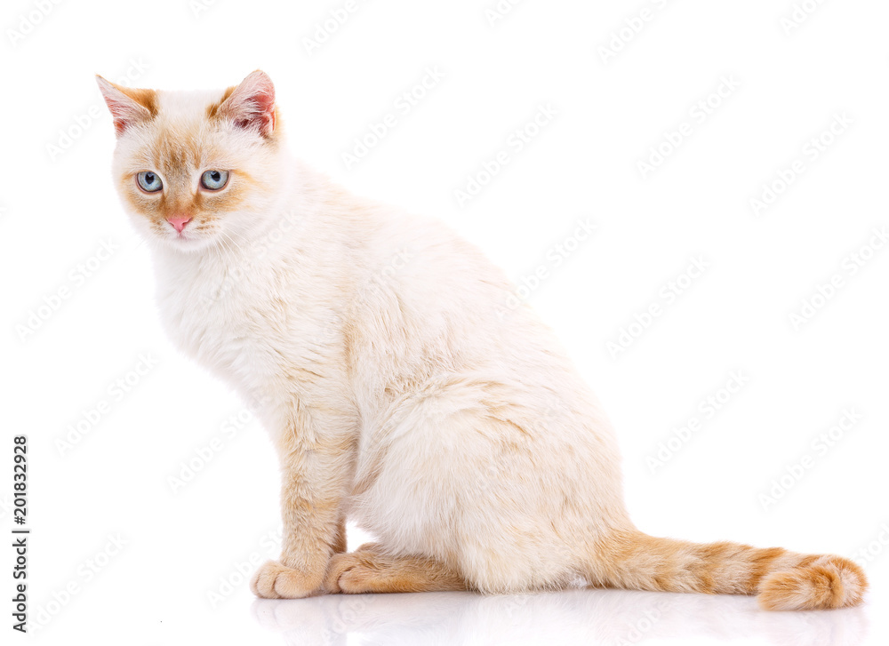 Portrait of domestic white and red kitten. Cute young cat.
