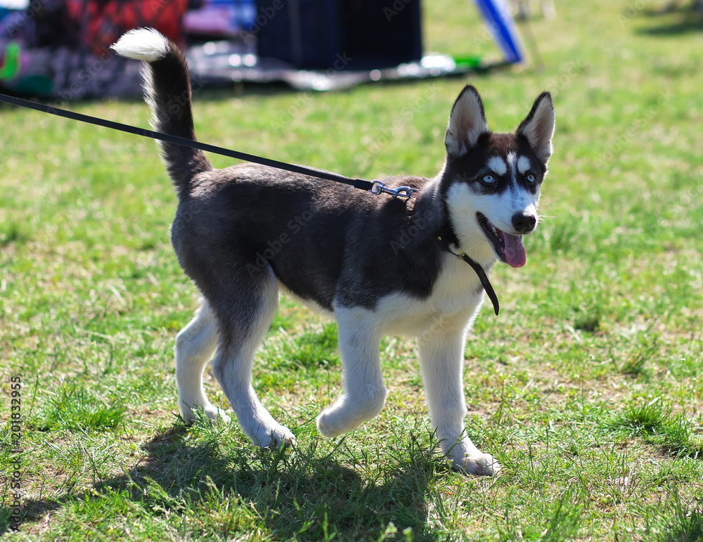 A small dog of the breed Husky at the exhibition