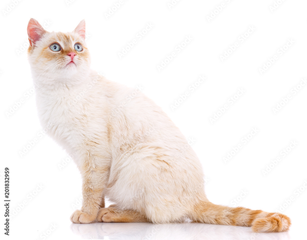 Cute red and white young cat isolated