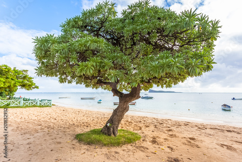 arbre sur plage de Maurice,Veloutier bord de mer, Veloutier blanc, Veloutier de mer  photo