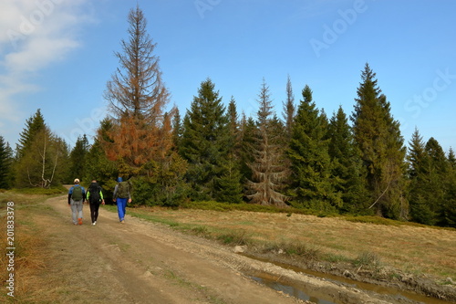Trzech młodych mężczyzn, widzianych od tyłu, w sportowych strojach, z plecakami, maszeruje szutrową drogą przez las, polana z wczesnowiosenną roślinnością, dzrewa, błękitne niebo