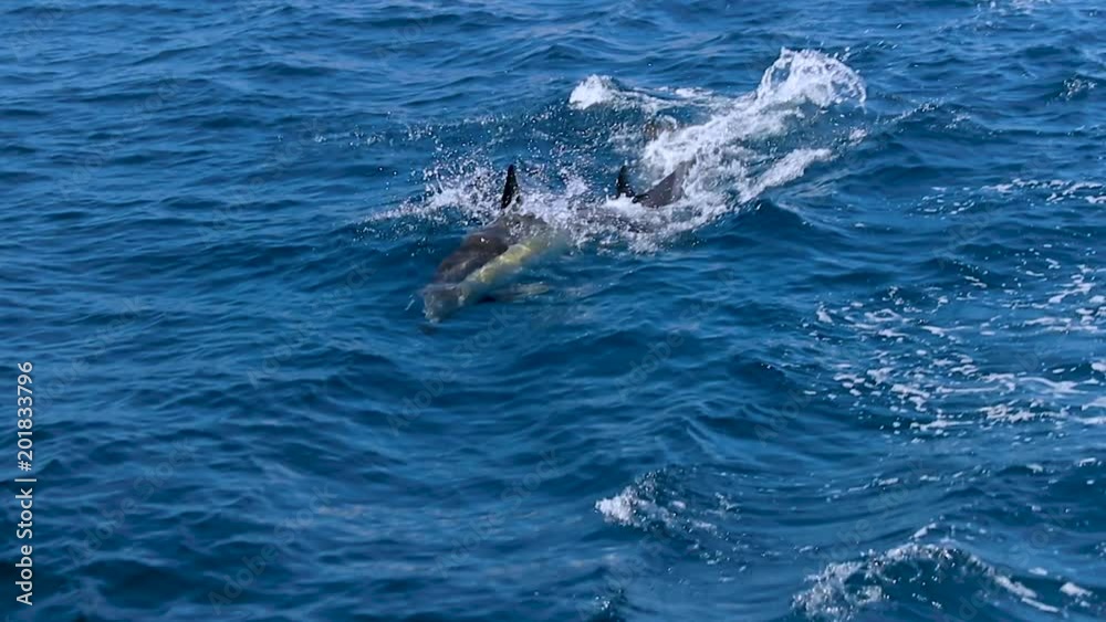 Gorgeous dolphin in the sea. Full HD Video Gorgeous dolphin in the sea. Full HD Video