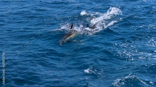 Gorgeous dolphin in the sea. Full HD Video