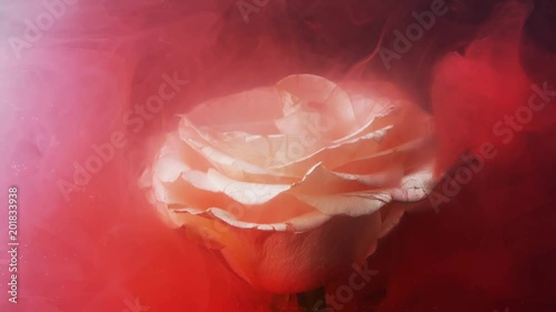 Close-up white beautiful big rose on black background. Thick red smoke falls on the petals of a white rose. Advertising of spirits. Thick red mass envelops  white flower.
