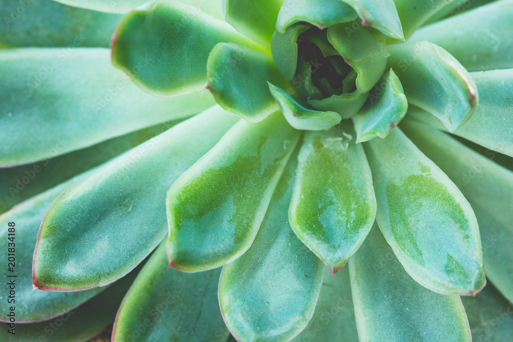 Succulent plant close up background Succulent plant close up background
